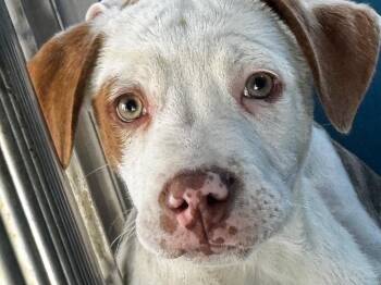 Mixed Breed Dogs Available for Adoption in Ellijay, Georgia - Artemis | PetCurious