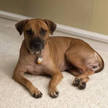 Magnolia -  Hound and Mixed Breed Dog for Adoption in Atlanta, Georgia - Magnolia | PetCurious