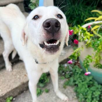 Dolly -  Great Pyrenees and Labrador Retriever Dog for Adoption in New Orleans, Louisiana - Dolly | PetCurious
