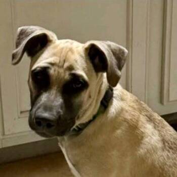 Maggie -  Shepherd and Terrier Dog for Adoption in Bloomfield, Connecticut - Maggie | PetCurious