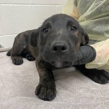 Glee -  Labrador Retriever and Collie Dog for Adoption in Murray, Utah - Glee | PetCurious