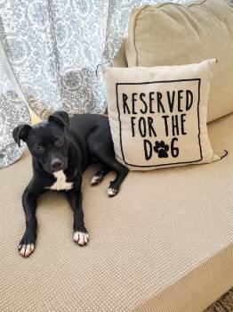 Benny -  Mixed Breed Dog for Adoption in Melbourne, Florida - Benny | PetCurious
