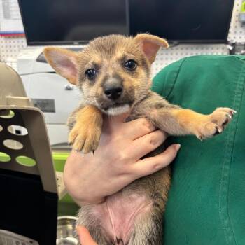 Fawn -  Husky and Mixed Breed Dog for Adoption in Montgomery, Alabama - Fawn | PetCurious