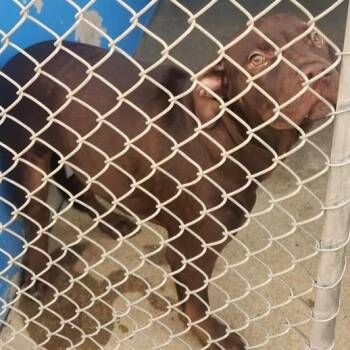 Rescue Pit Bull Terrier Dogs for Adoption in Anderson, California - Petey | PetCurious