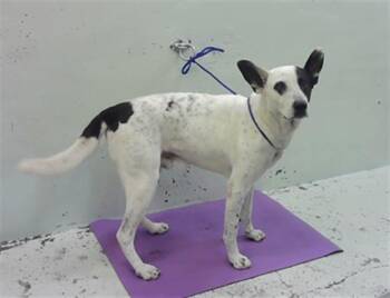 Australian Cattle Dog Blue Heeler Dogs Available for Adoption in Houston, Texas - CONAN K | PetCurious