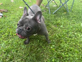 Ida -  French Bulldog Dog for Adoption in Richmond, Kentucky - Ida | PetCurious