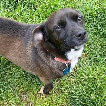 Chihuahua and Miniature Dachshund Dogs Available for Adoption in Clinton, Wisconsin - Bella | PetCurious