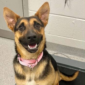 Sonya -  Mixed Breed Dog for Adoption in Moundsville, West Virginia - Sonya | PetCurious