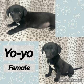 YoYo -  Corgi Dog for Adoption in Manchester, Connecticut - YoYo | PetCurious