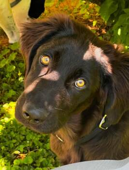 Golden Retriever and German Shepherd Dog Dogs Available for Adoption in Kutztown, Pennsylvania - Jett | PetCurious