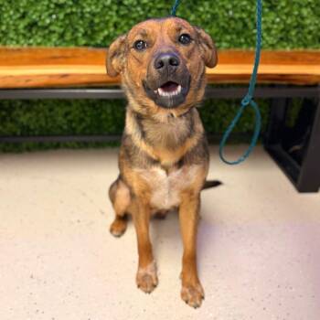 Frida -  Mixed Breed Dog for Adoption in Spokane, Washington - Frida | PetCurious