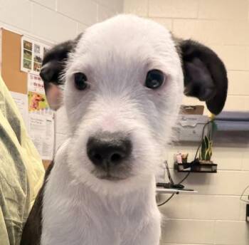 Lays -  Pit Bull Terrier and Shih Tzu Dog for Adoption in Golden, Colorado - Lays | PetCurious