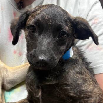 Sorbet -  Mixed Breed Dog for Adoption in Yuma, Arizona - Sorbet | PetCurious