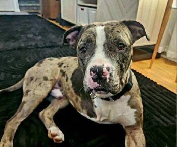 Ron -  American Staffordshire Terrier Dog for Adoption in Grand Rapids, Michigan - Ron | PetCurious