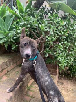 Terrier and Chihuahua Dogs Available for Adoption - Sprout  | PetCurious