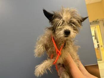 TUCKER -  Cairn Terrier and Mixed Breed Dog for Adoption in Tustin, California - TUCKER | PetCurious
