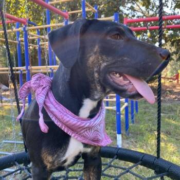 Rescue Mixed Breed Dogs for Adoption in Parrish, Alabama - Bonnie | PetCurious