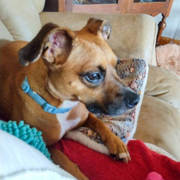 Rescue Terrier Dogs for Adoption in Des Moines, Iowa - Jazzy | PetCurious