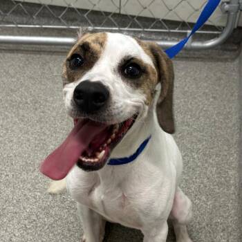 Weaver -  Mixed Breed Dog for Adoption in Matteson, Illinois - Weaver | PetCurious