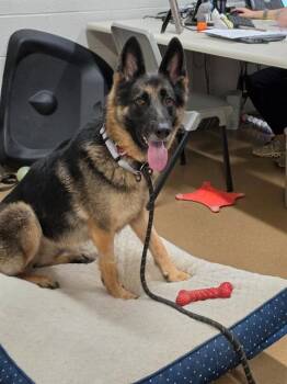 JISELLE -  German Shepherd Dog Dog for Adoption in St. Peters, Missouri - JISELLE | PetCurious
