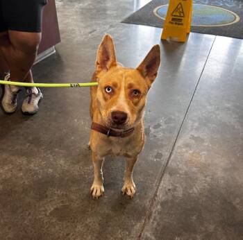 Husky Dogs Available for Adoption in Gautier, Mississippi - Sky | PetCurious