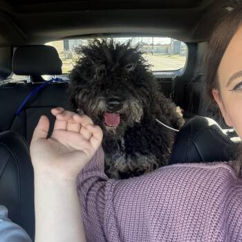 Goldendoodle Dogs Available for Adoption - Buddy | PetCurious