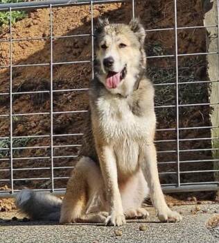 Rescue Pyrenean Shepherd Dogs for Adoption in San Diego, California - Major | PetCurious