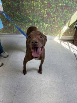 Terrier and Mixed Breed Dogs Available for Adoption - Madam Cleo | PetCurious