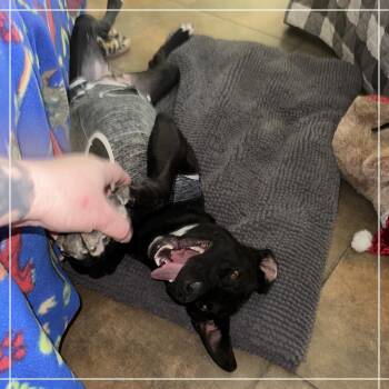 Black Labrador Retriever and Mixed Breed Dogs Available for Adoption in Chandler, Arizona - Athena | PetCurious