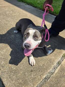 Mariposa -  Pit Bull Terrier and Mixed Breed Dog for Adoption in New Orleans, Louisiana - Mariposa | PetCurious