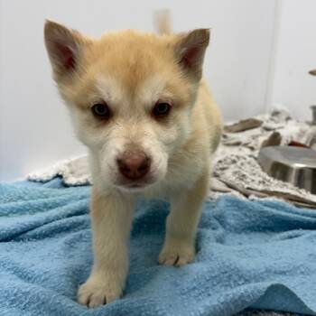 Husky Dogs Available for Adoption in Clavet, Saskatchewan - Clay | PetCurious