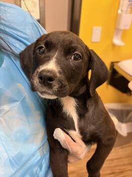 Danika -  Mixed Breed Dog for Adoption in Raleigh, North Carolina - Danika | PetCurious
