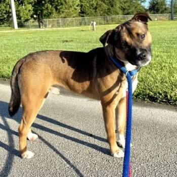 Biscuit -  Mixed Breed Dog for Adoption in Vero Beach, Florida - Biscuit | PetCurious