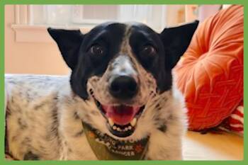 Tofu -  Australian Cattle Dog Blue Heeler Dog for Adoption in Amherst, Massachusetts - Tofu | PetCurious
