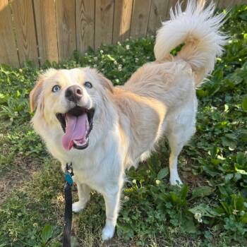 Mixed Breed Dogs Available for Adoption in Fredericksburg, Virginia - Ishii | PetCurious