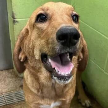Naomi -  Bloodhound Dog for Adoption in Fort Payne, Alabama - Naomi | PetCurious