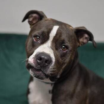 Kujo -  American Bulldog Dog for Adoption in Defuniak Springs, Florida - Kujo | PetCurious