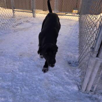 Black Labrador Retriever Dogs Available for Adoption - Puddle | PetCurious