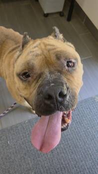 Mixed Breed Dogs Available for Adoption in West Chester, Pennsylvania - Joe | PetCurious