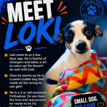 Loki -  Chihuahua and Jack Russell Terrier Dog for Adoption in Klamath Falls, Oregon - Loki | PetCurious