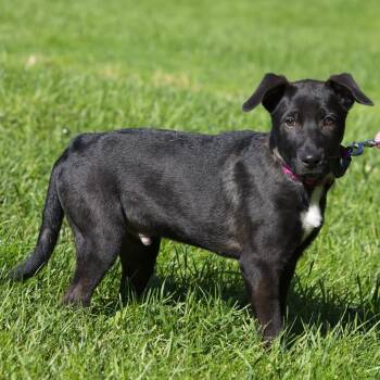 Quill -  Black Labrador Retriever Dog for Adoption in South Elgin, Illinois - Quill | PetCurious