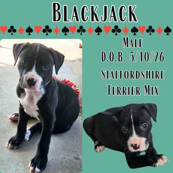 Blackjack -  American Staffordshire Terrier Dog for Adoption in Caldwell, Texas - Blackjack | PetCurious