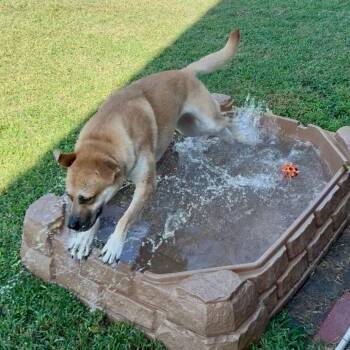 Ella -  German Shepherd Dog and Mixed Breed Dog for Adoption in Fort Leavenworth, Kansas - Ella | PetCurious