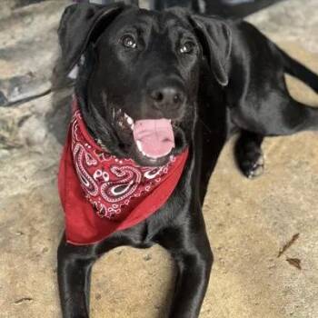 Mixed Breed and Labrador Retriever Dogs Available for Adoption in Houston, Texas - Rolo | PetCurious