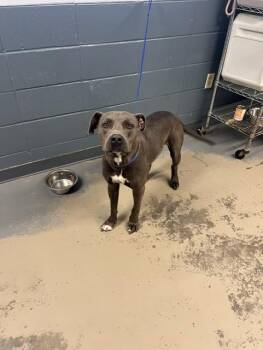 ROCKO -  Pit Bull Terrier Dog for Adoption in Tallahassee, Florida - ROCKO | PetCurious