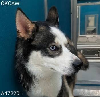 Siberian Husky and Mixed Breed Dogs Available for Adoption in Oklahoma City, Oklahoma - A472201 | PetCurious