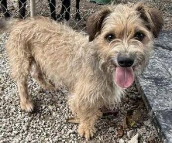 Benji -  Border Terrier Dog for Adoption in Newburg, Missouri - Benji | PetCurious
