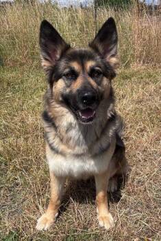 Luna -  German Shepherd Dog Dog for Adoption in St. Helens, Oregon - Luna | PetCurious