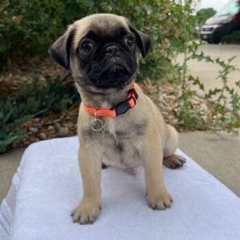 Harry Dunne -  Pug and Mixed Breed Dog for Adoption in Fort Collins, Colorado - Harry Dunne | PetCurious