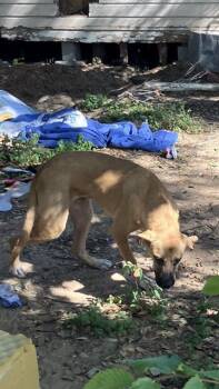 Rescue Mixed Breed Dogs for Adoption in Dallas, Texas - MEECHIE | PetCurious